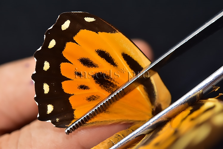 Pterourus zagreus chrysoxanthus A1 ♀ - Image 5