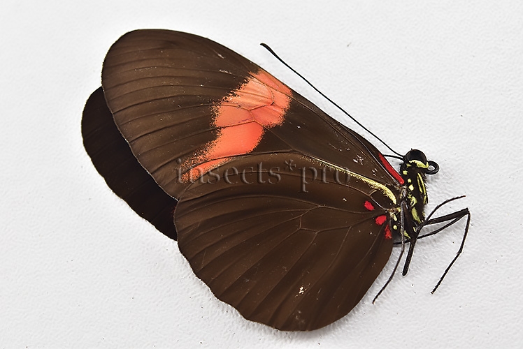 Heliconius melpomene melpomene A1 ♂ - Image 2
