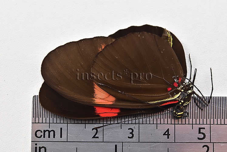 Heliconius melpomene melpomene A1 ♂ - Image 3
