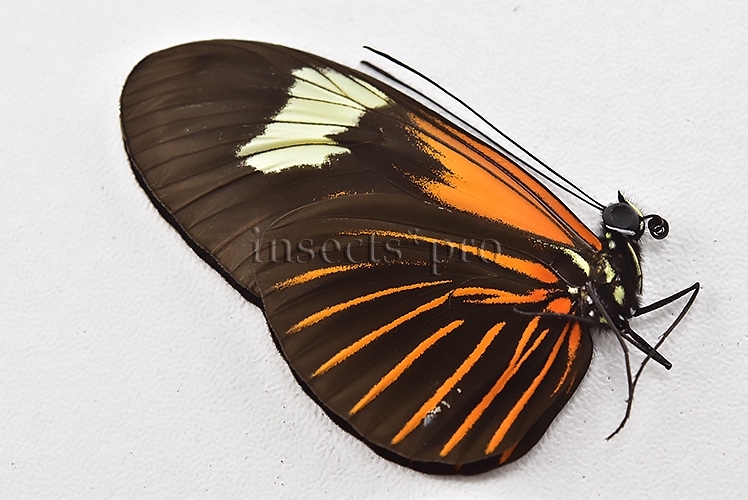 Heliconius erato lativitta A1 ♂ - Image 2