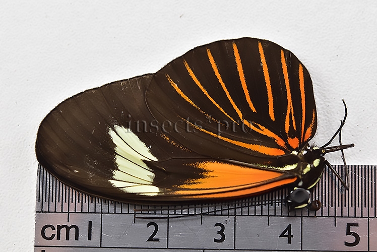 Heliconius erato lativitta A1 ♂ - Image 3