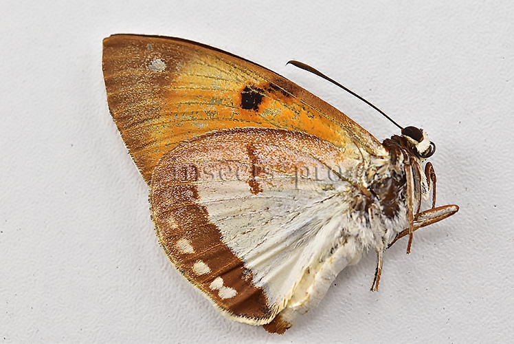 Athis palatinus ferruginosa ♂ CASTNIIDAE - Image 2