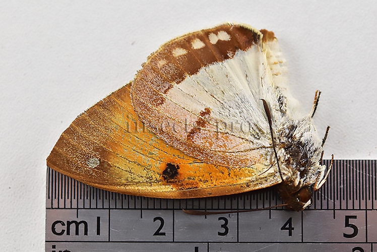 Athis palatinus ferruginosa ♂ CASTNIIDAE - Image 3