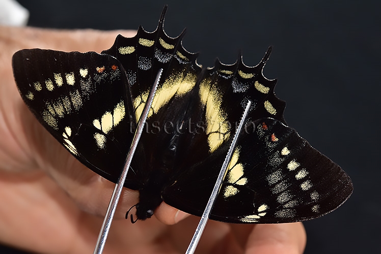 Pterourus cacicus inca A1 ♂