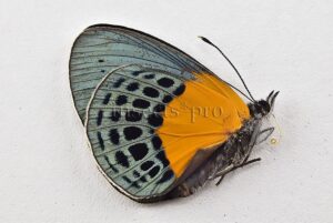 Asterope buckleyi A1 ♀ FEMALE