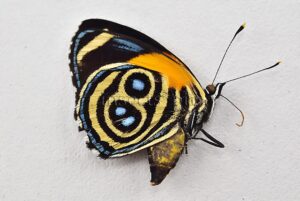 Callicore eunomia ♀