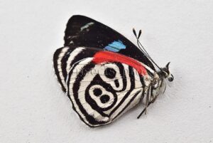 Diaethria sp. A1 ♂ ABERRATION*