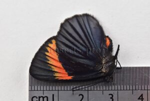 Necyria bellona westwoodi ♀