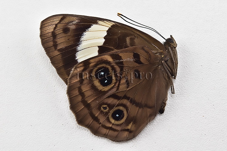 Eunica alcmena flora ♀ - Image 2