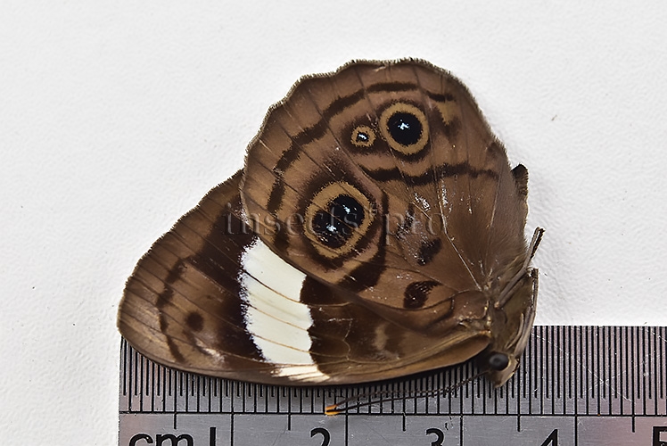 Eunica alcmena flora ♀ - Image 3