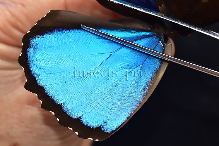 Morpho menelaus occidentalis A1 ♂ - Image 4