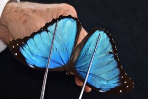 Morpho menelaus occidentalis A1 ♂