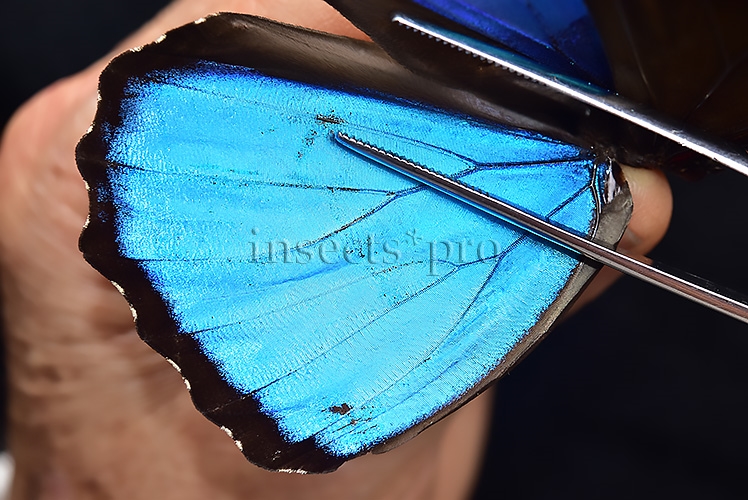 Morpho menelaus occidentalis ♂ - Image 4