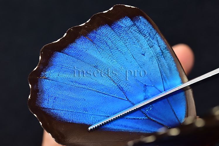Morpho menelaus occidentalis ♂ - Image 5