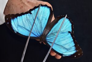 Morpho menelaus occidentalis ♂
