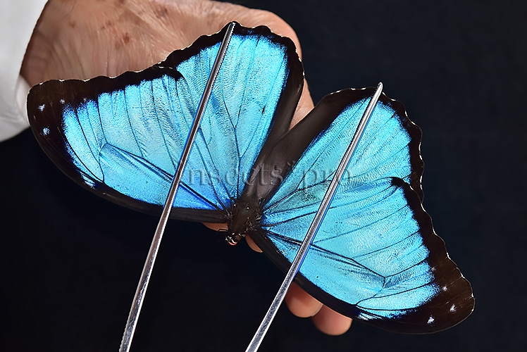 Morpho menelaus occidentalis ♂