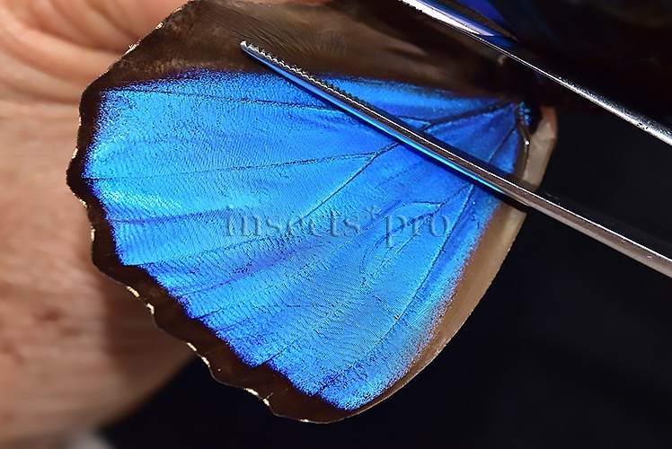 Morpho menelaus occidentalis ♂ - Image 4