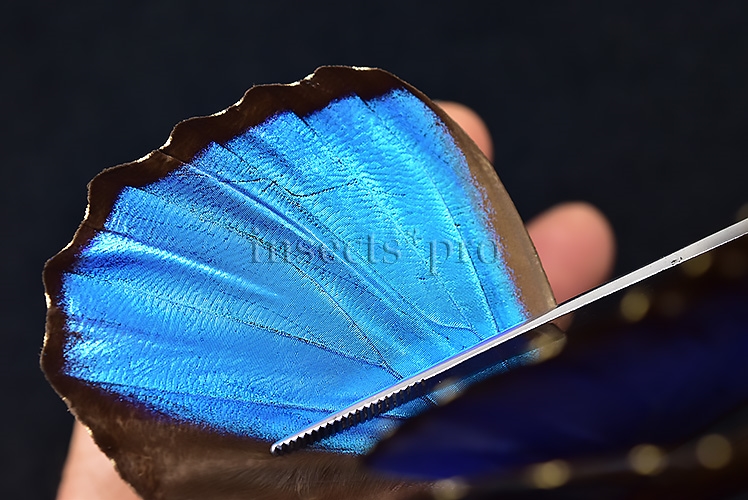Morpho menelaus occidentalis ♂ - Image 5