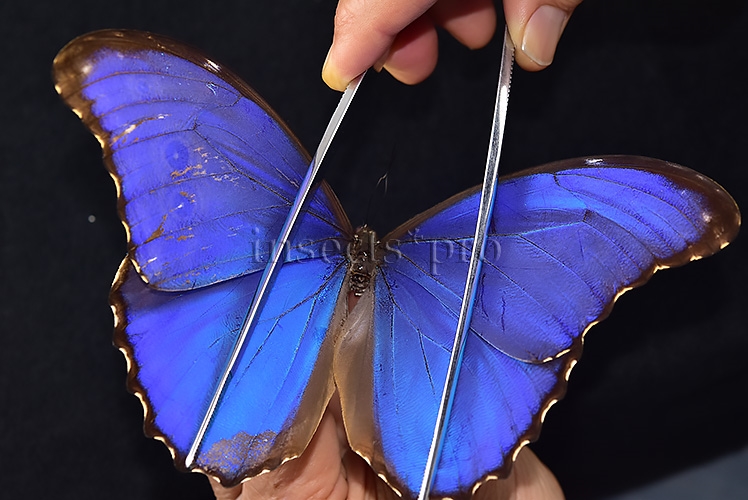 Morpho godartii tingomariensis *GYNANDROMORPH* ⚥ - Image 4