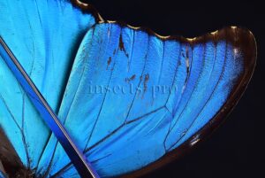 Morpho godartii tingomariensis *GYNANDROMORPH* ⚥