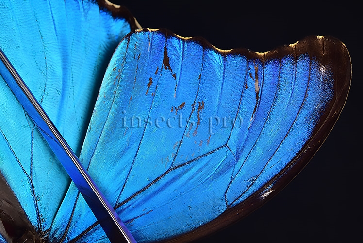 Morpho godartii tingomariensis *GYNANDROMORPH* ⚥