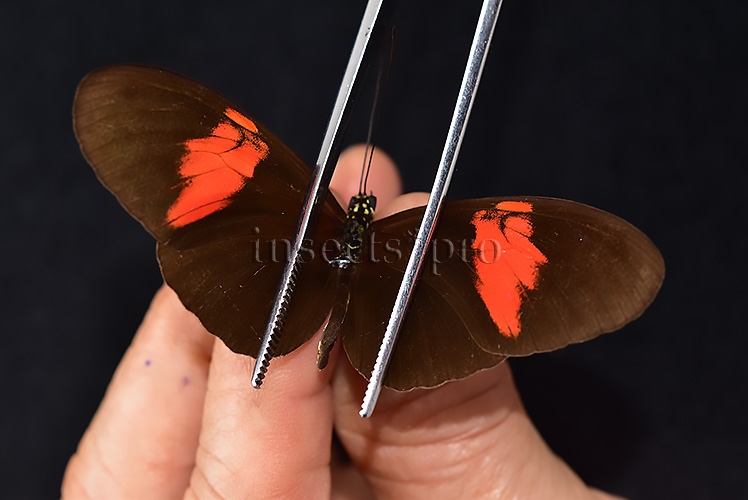 Heliconius melpomene melpomene ♂