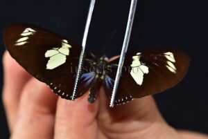 Heliconius doris ♂