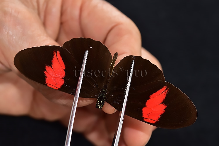 Heliconius melpomene melpomene A1 ♂