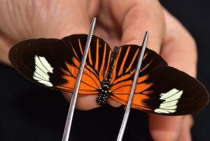 Heliconius erato lativitta A1 ♂