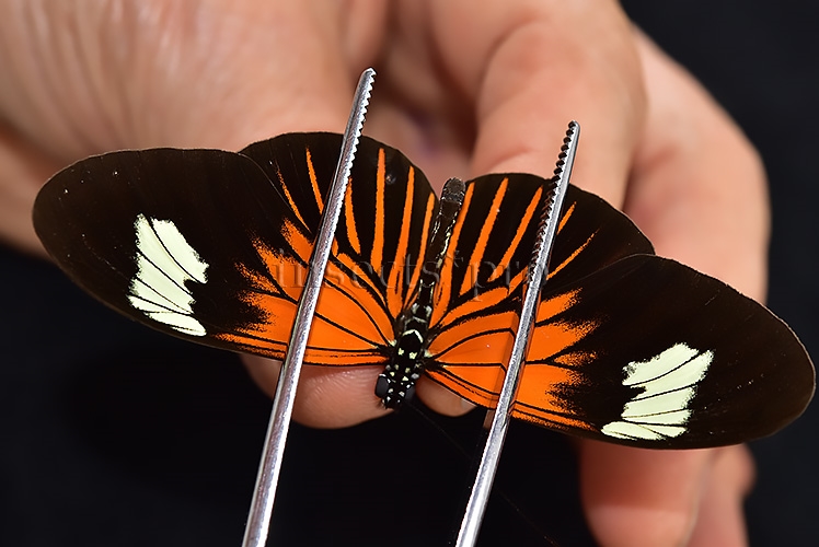 Heliconius erato lativitta A1 ♂