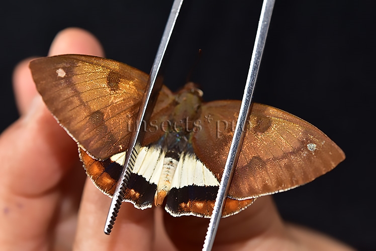 Athis palatinus ferruginosa ♂ CASTNIIDAE