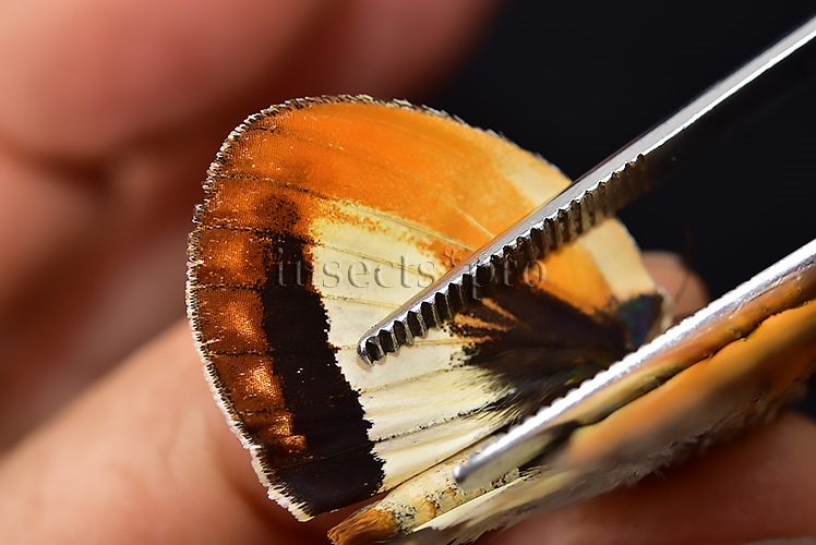 Athis palatinus ferruginosa ♂ CASTNIIDAE - Image 4