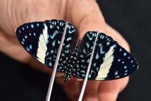 Hamadryas laodamia laodamia A1 ♀