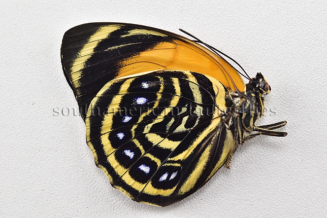 Agrias amydon philoxenus A1 ♀ RARE FEMALE FROM CENTRAL PERU - Image 2