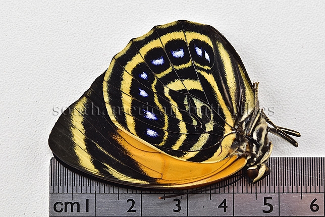 Agrias amydon philoxenus A1 ♀ RARE FEMALE FROM CENTRAL PERU - Image 3