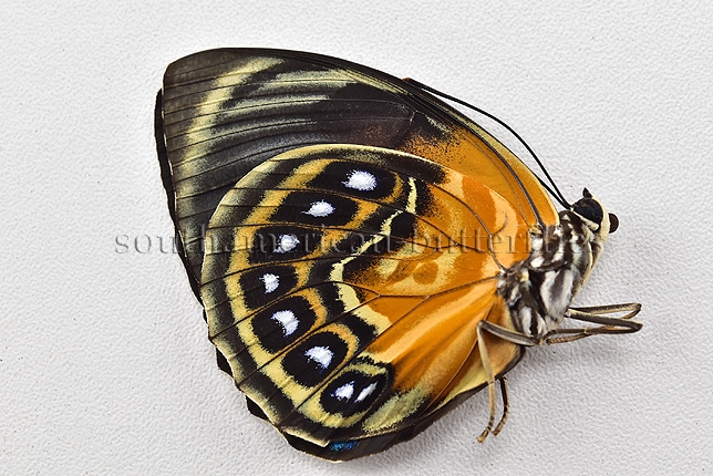 Agrias phalcidon excelsior f. jupiter A1 ♀ GOOD GREENISH FORM - Image 2
