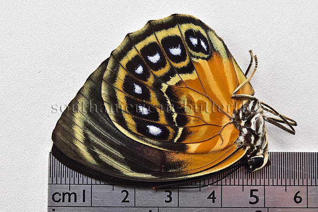 Agrias phalcidon excelsior f. jupiter A1 ♀ GOOD GREENISH FORM - Image 3