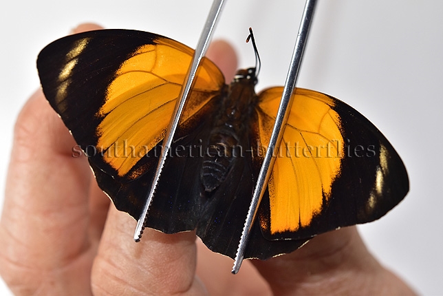 Agrias amydon philoxenus A1 ♀ RARE FEMALE FROM CENTRAL PERU - Image 6