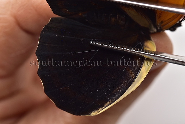 Agrias amydon philoxenus A1 ♀ RARE FEMALE FROM CENTRAL PERU - Image 4