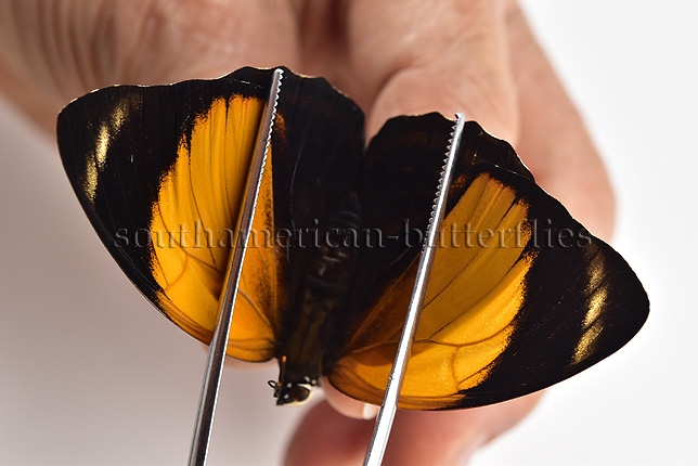 Agrias amydon philoxenus A1 ♀ RARE FEMALE FROM CENTRAL PERU