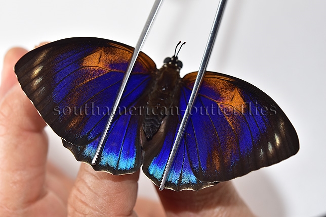Agrias phalcidon excelsior f. jupiter A1 ♀ GOOD GREENISH FORM - Image 6