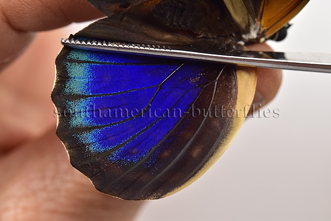 Agrias phalcidon excelsior f. jupiter A1 ♀ GOOD GREENISH FORM - Image 4
