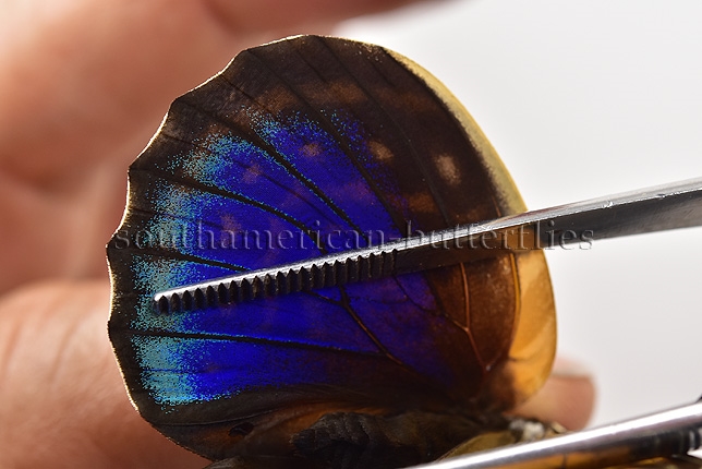 Agrias phalcidon excelsior f. jupiter A1 ♀ GOOD GREENISH FORM - Image 5