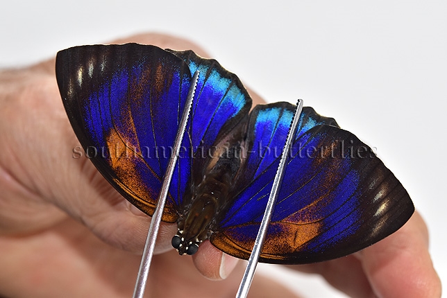 Agrias phalcidon excelsior f. jupiter A1 ♀ GOOD GREENISH FORM