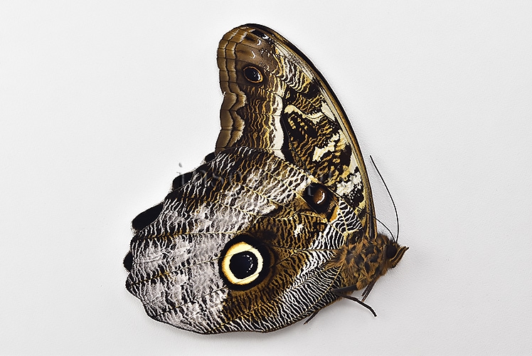 Caligo superbus A1 ♂ - Image 2