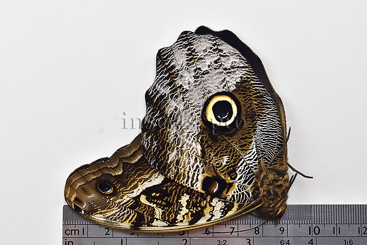 Caligo superbus A1 ♂ - Image 3
