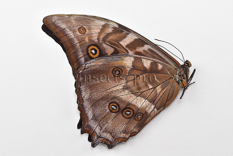 Morpho amphitryon cinereus A1 ♂ - Image 2