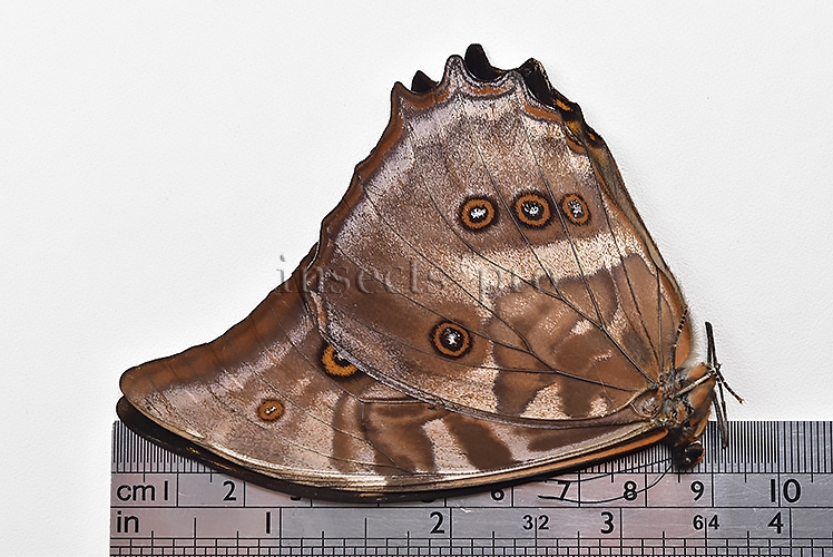 Morpho amphitryon cinereus A1 ♂ - Image 3