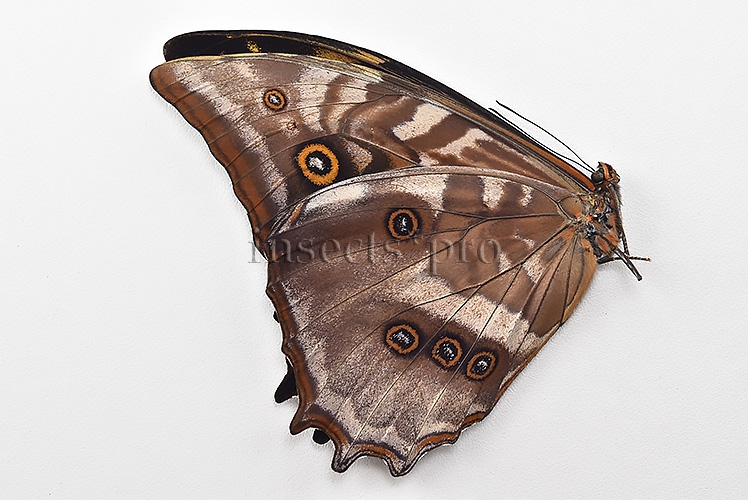 Morpho amphitryon cinereus A1 ♂ - Image 2