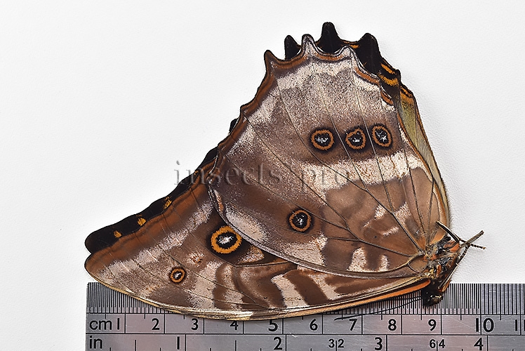 Morpho amphitryon cinereus A1 ♂ - Image 3